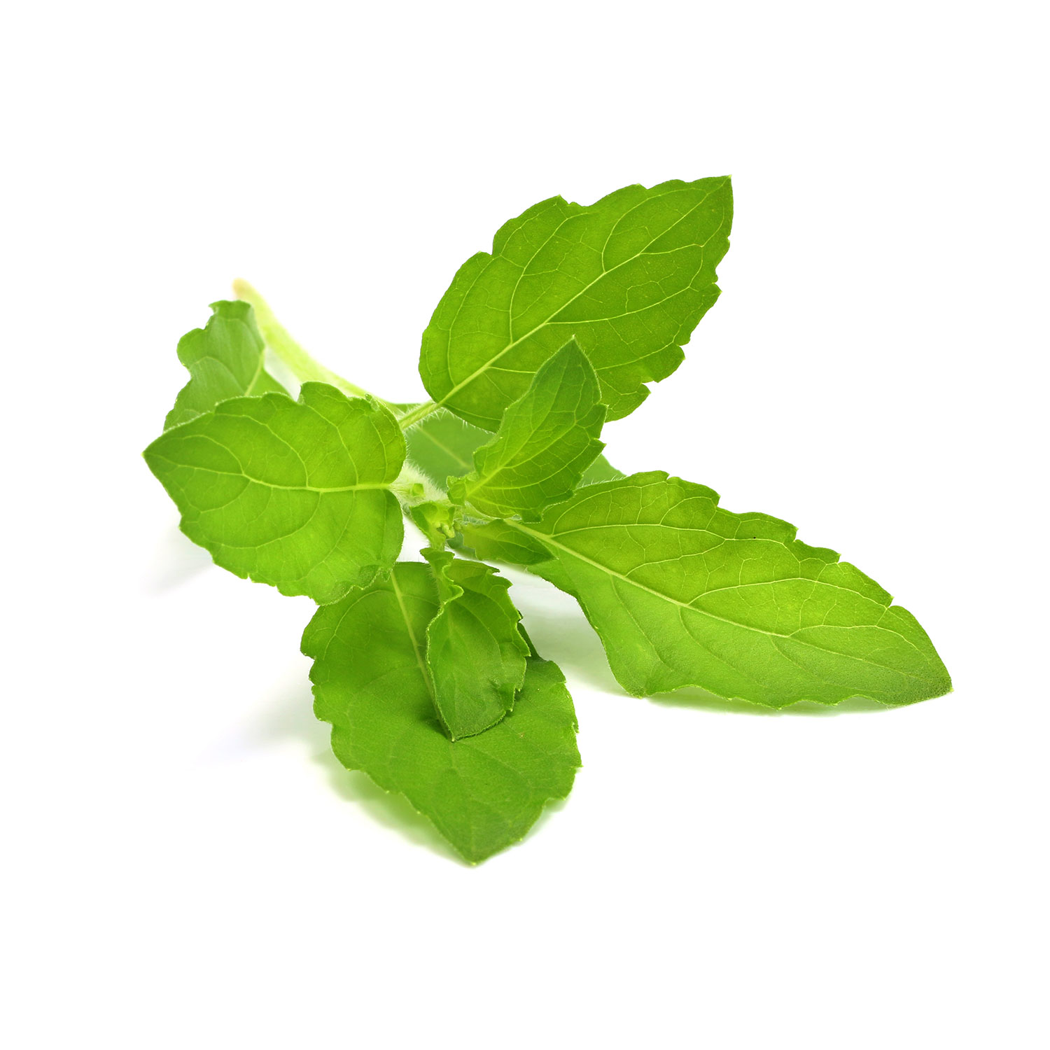 Tulsi